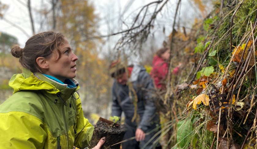 RBGE Conservation Scientist Dr Aline Finger Planting Alpine Blue Sowthistle At Braemar