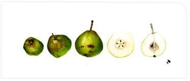 Painted green pear shown at different angles with two cross sections