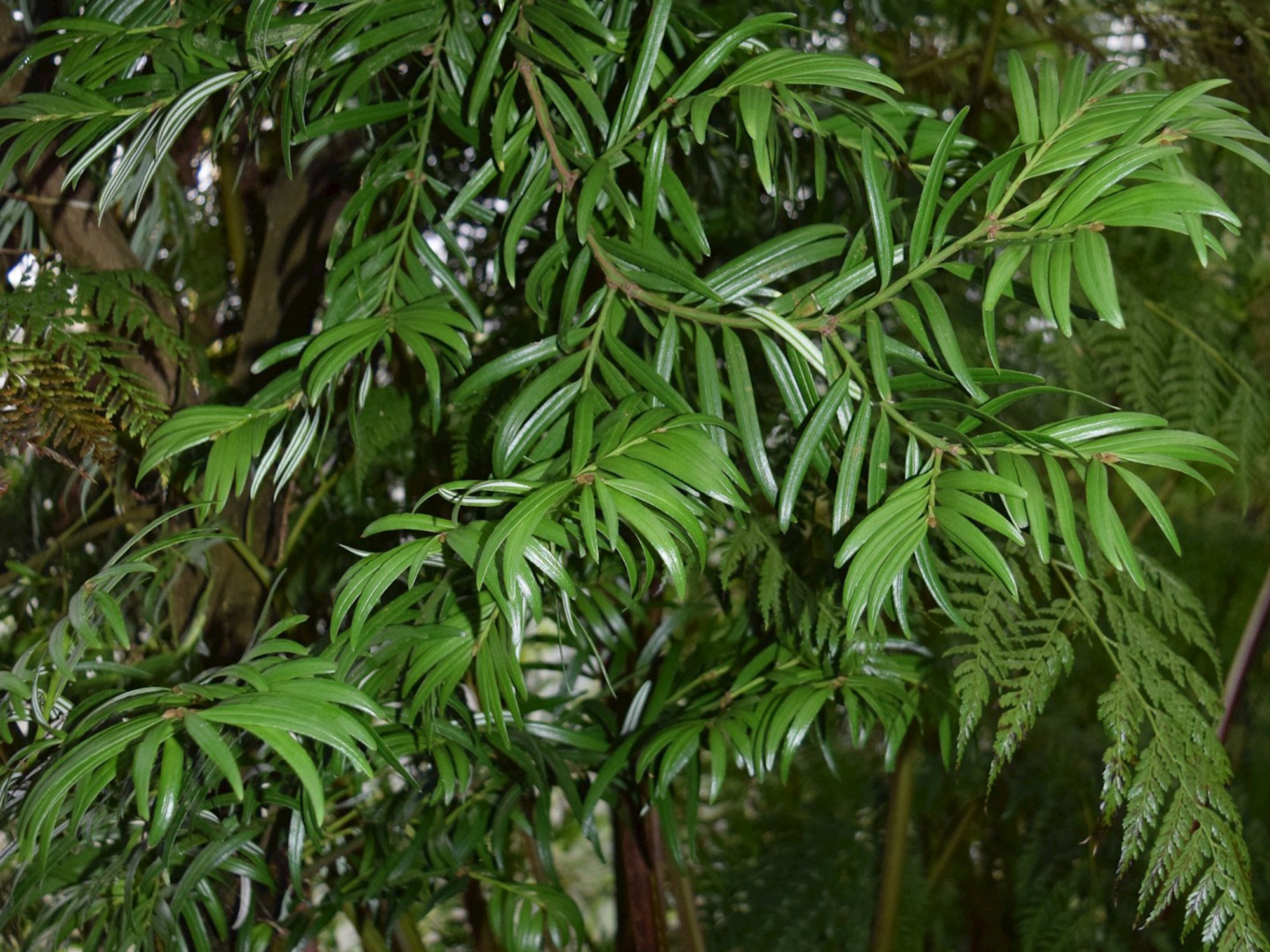 A specimen of Amentotaxus  grown in Edinburgh