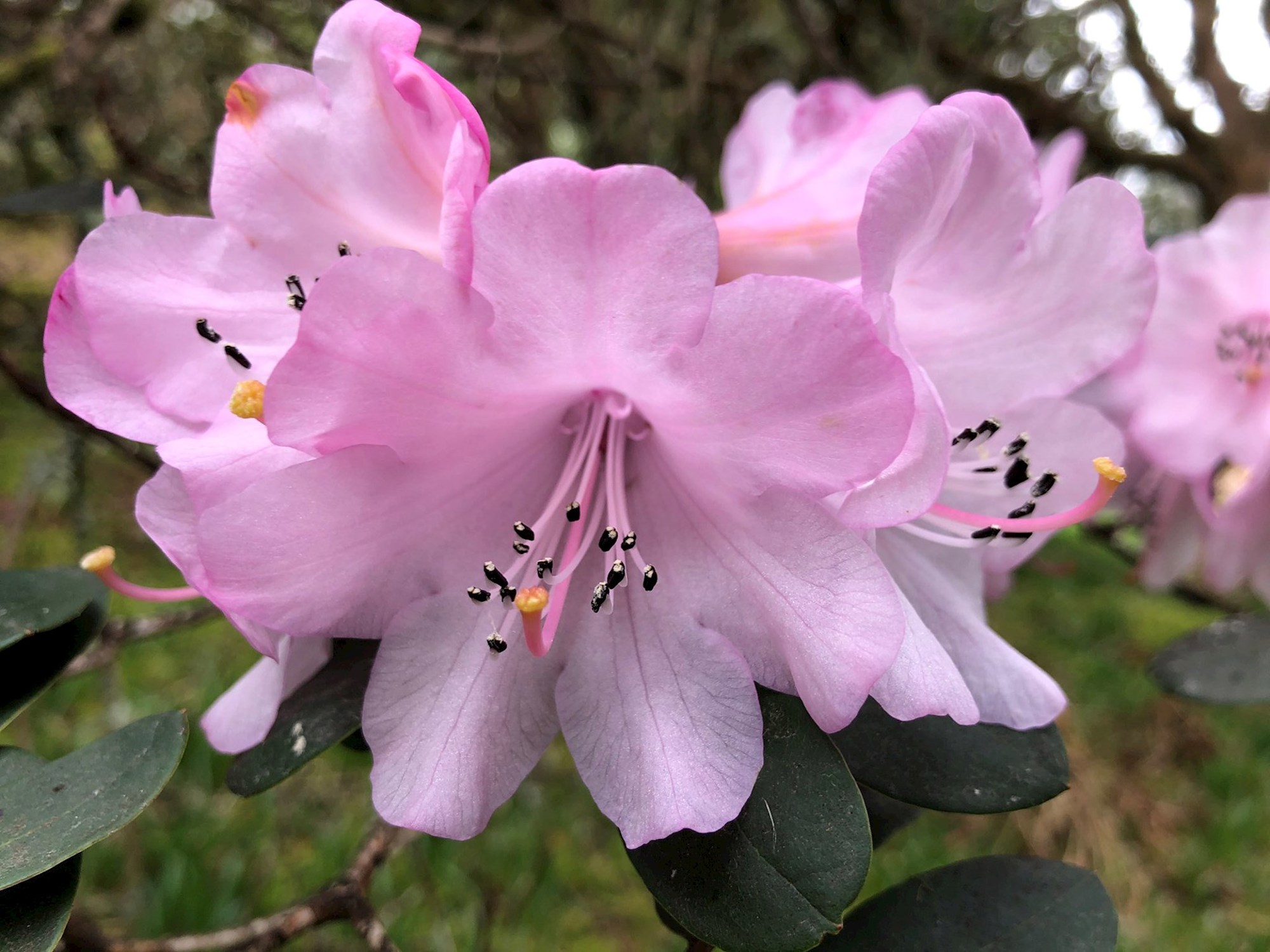 pink flowers of Rhododendron