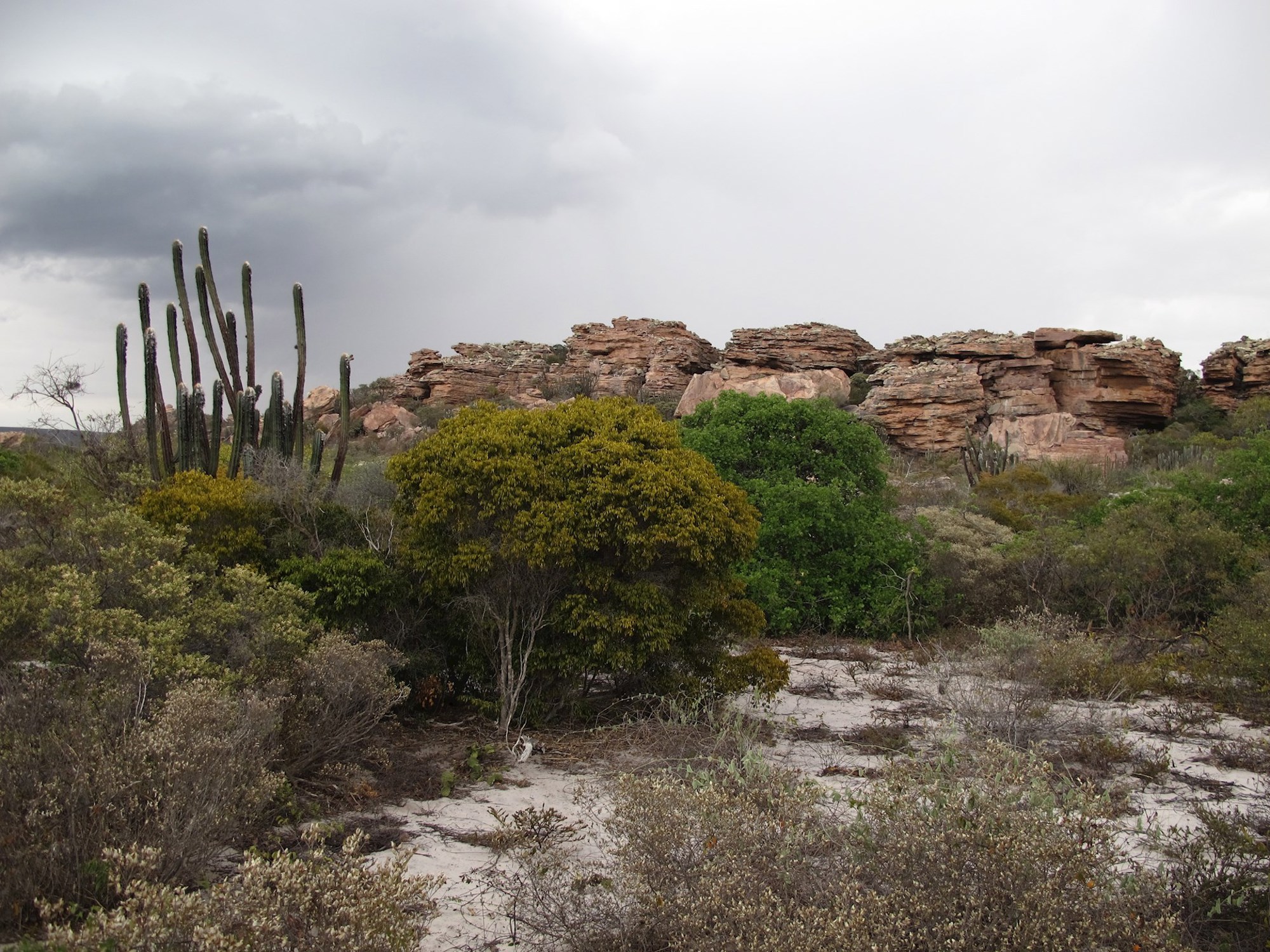 Dry Forest (Locally Called “Caatinga”), Bahia, Brazil, Just Before The First Rains Of The Season