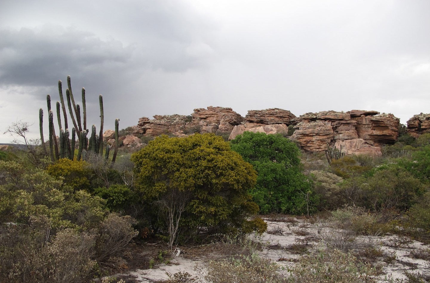 Dry Forest (Locally Called “Caatinga”), Bahia, Brazil, Just Before The First Rains Of The Season