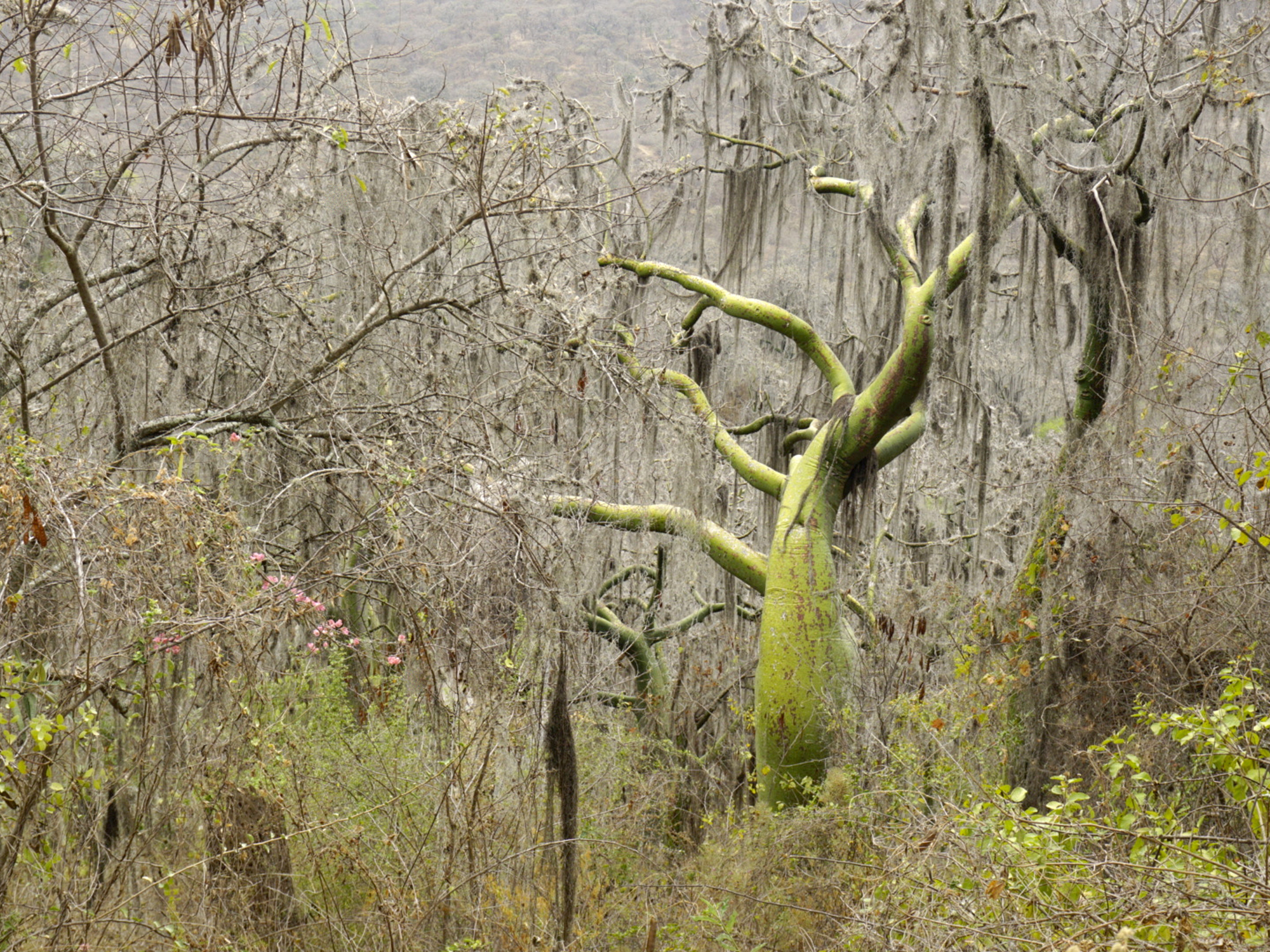 Tropical Dry Forest in the north of Peru. Ceiba trichastandra is an enigmatic species found only in the Dry Forests of Ecuador and Peru.