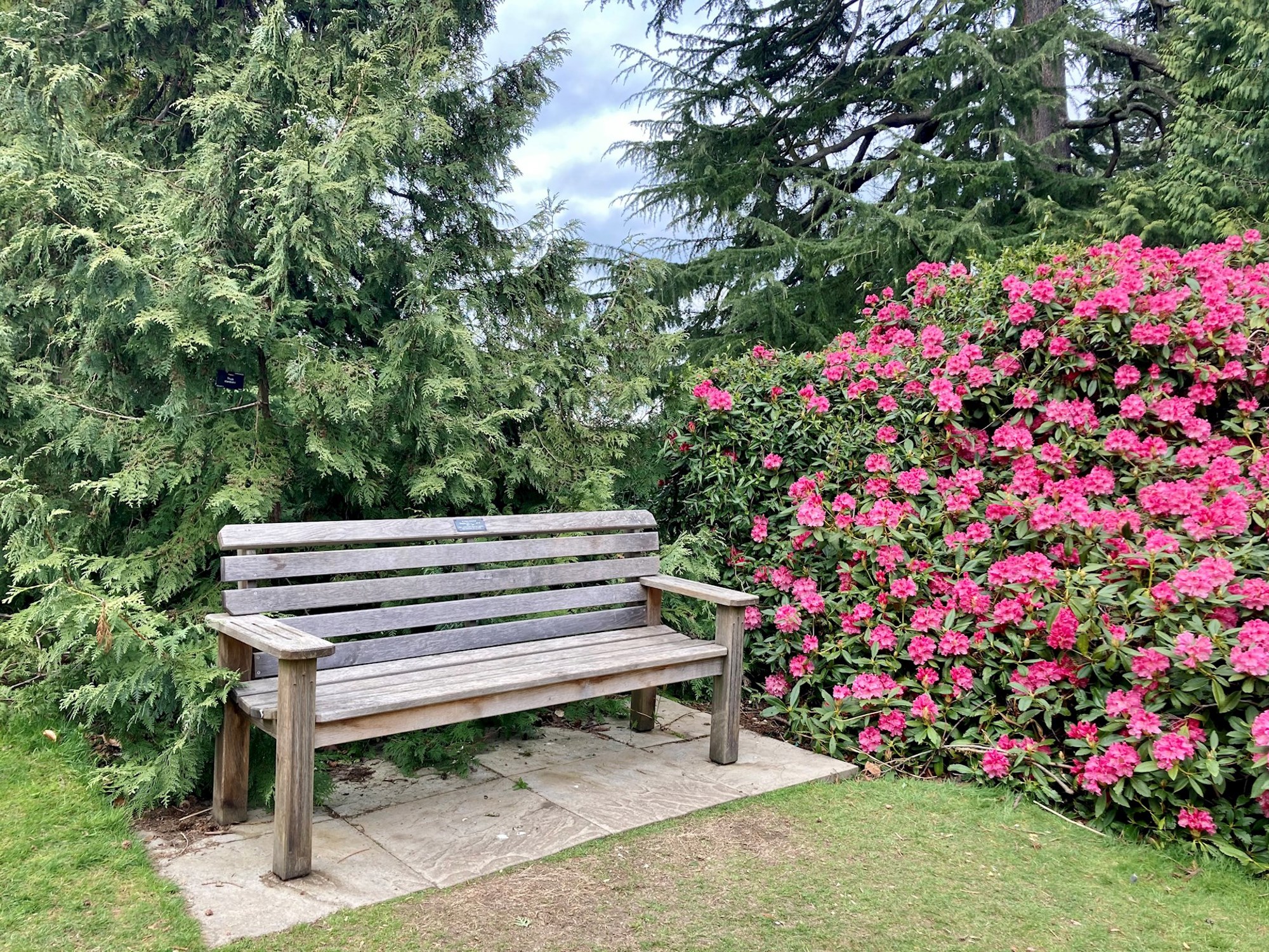 Commemorative Bench next to Rhododendrons