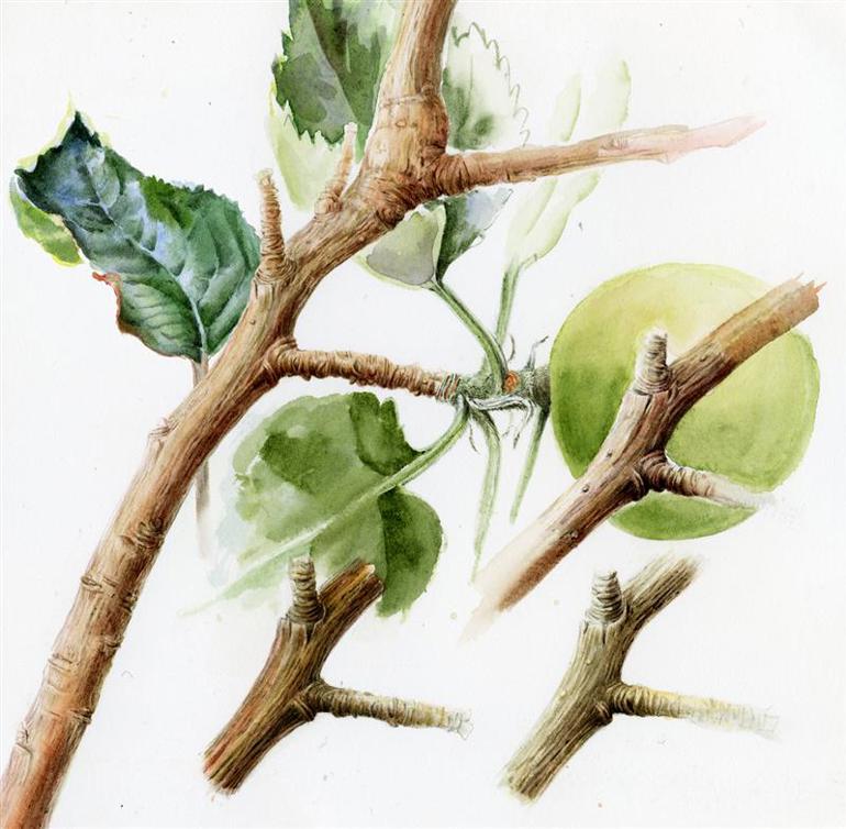 RBGE Certificate in Botanical Illustration Professional Courses