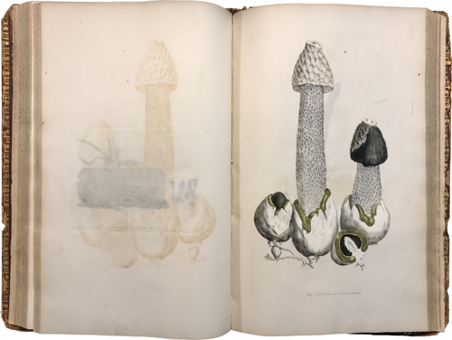 Image of mushrooms in a book
