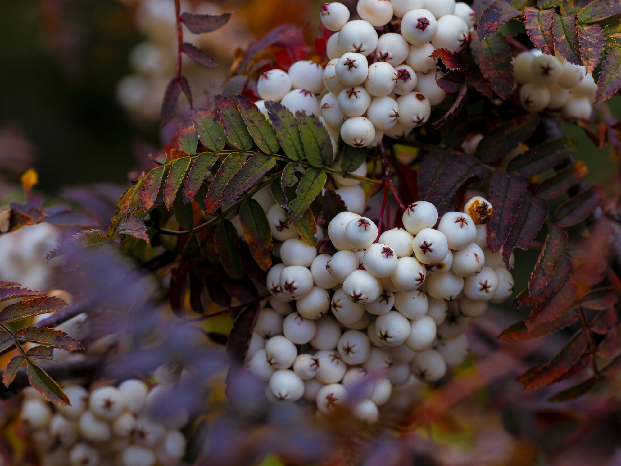 The image features a close-up view of clusters of white berries, likely from a rowan or mountain ash tree. The berries are round and glossy, with small star-like markings at their ends.