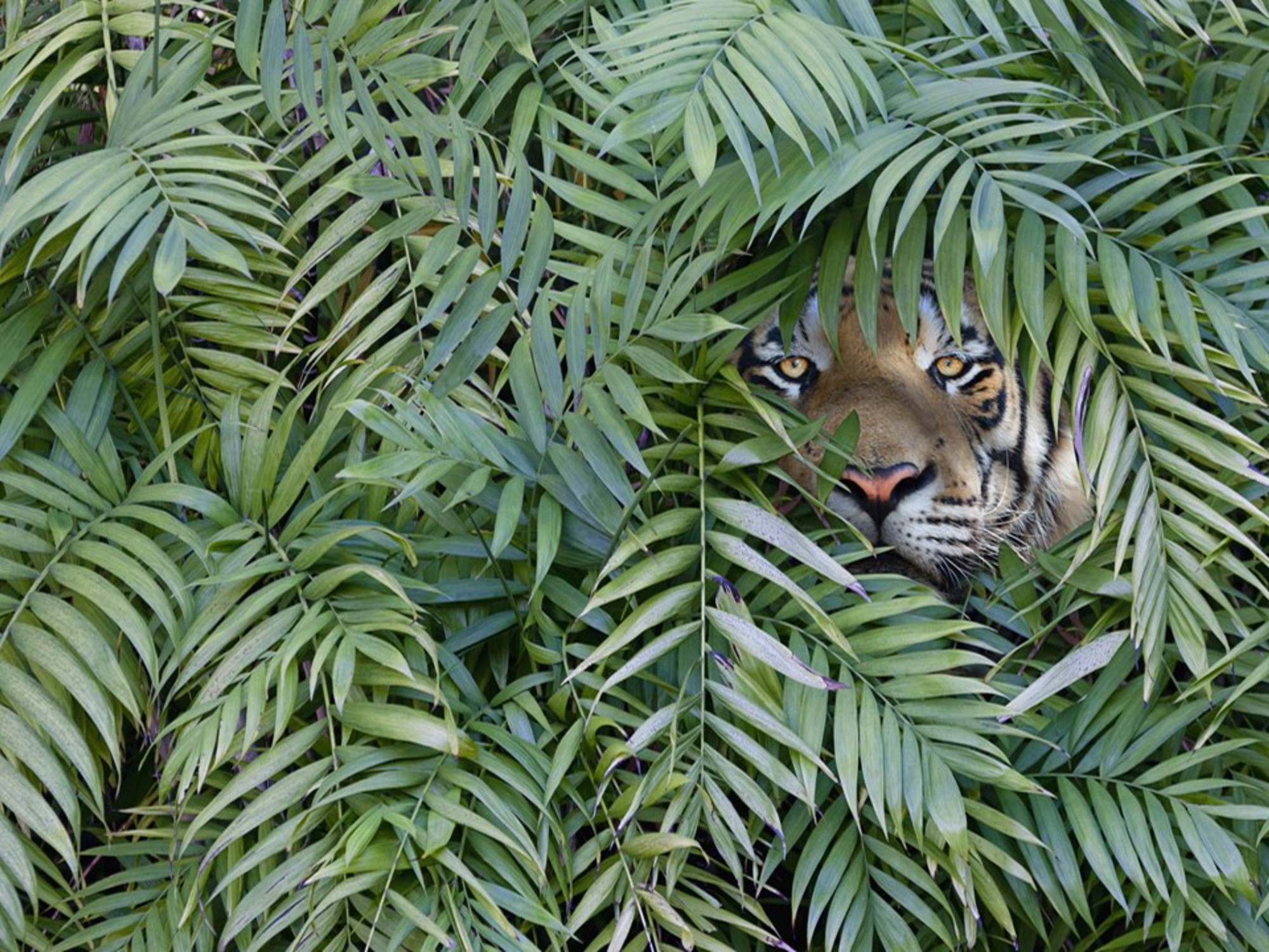 The image features bush of palm leaves with a tiger hiding behind them staring into the camera