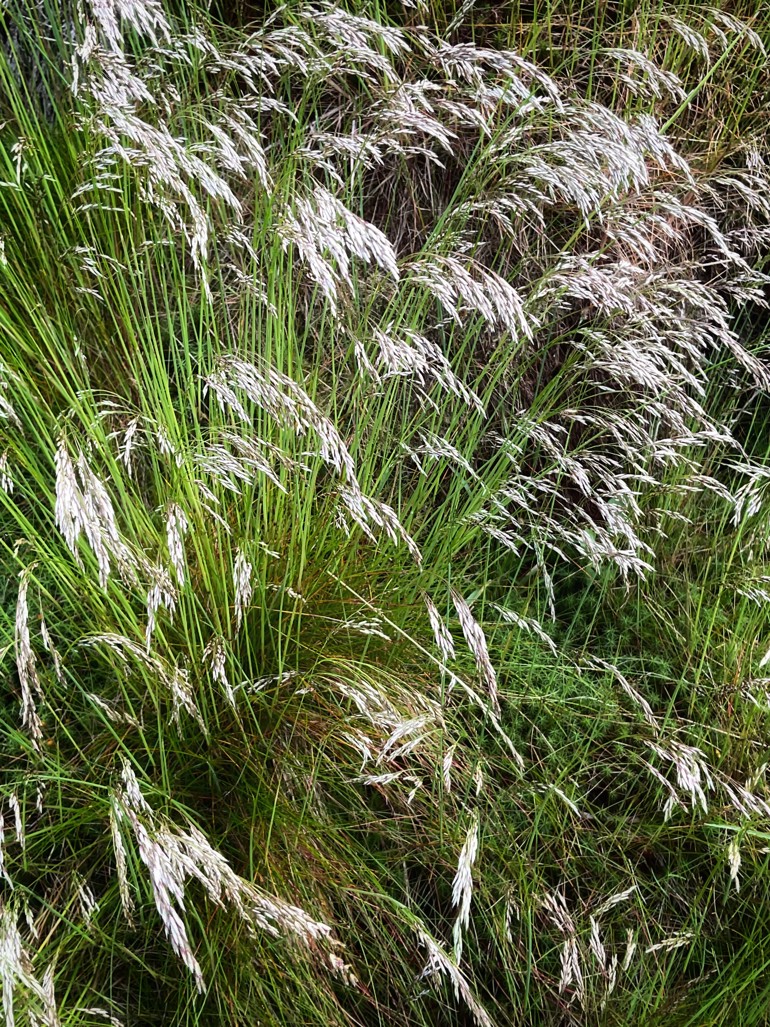 Walk - The Wonders of Grasses, Sedges and Rushes | Royal Botanic Garden ...