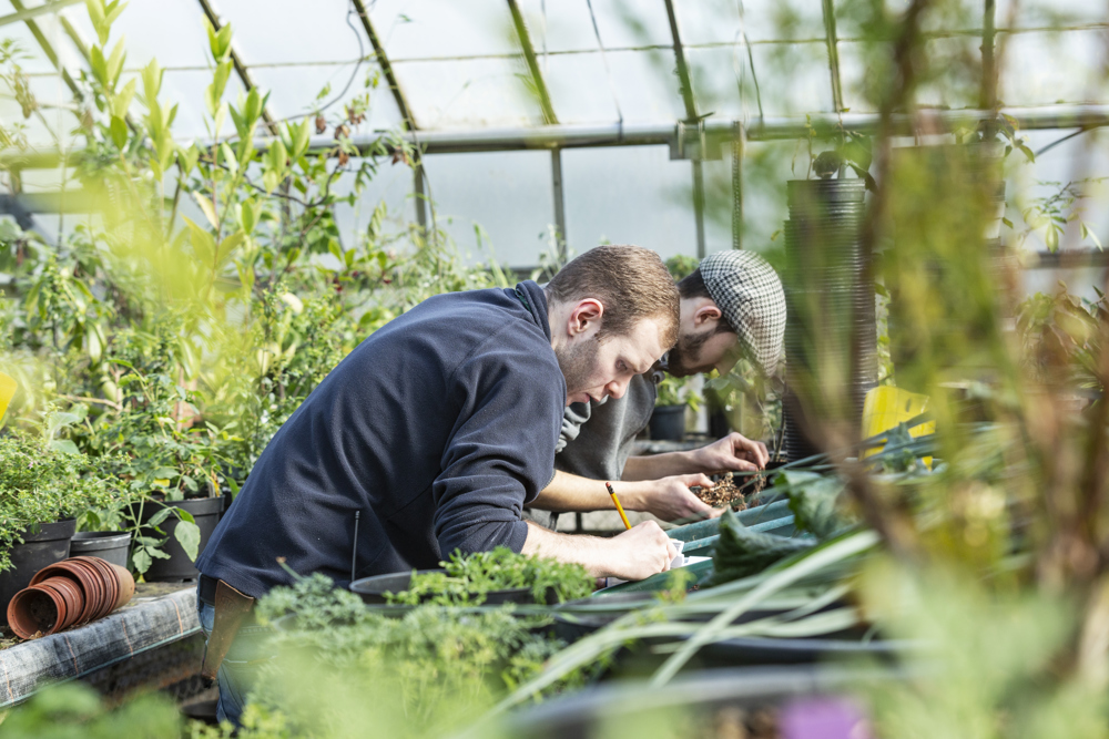 Working in the glasshouses